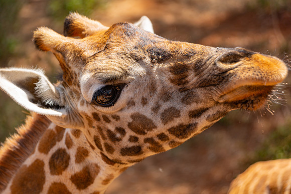Kenya Adventure - Day 1