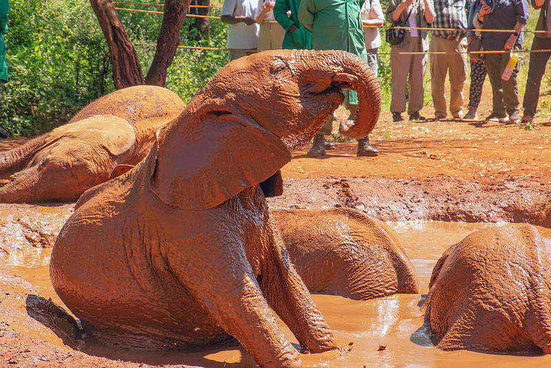 Elephant Orphanage