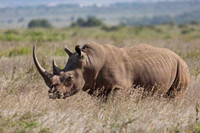 Nairobi National Park