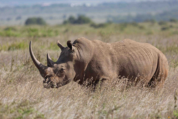 Nairobi National Park