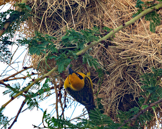 Masked Weaver