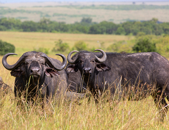 African Buffalo
