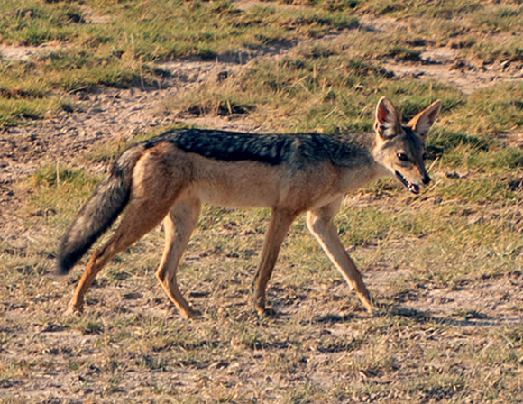 Black-backed Jackal