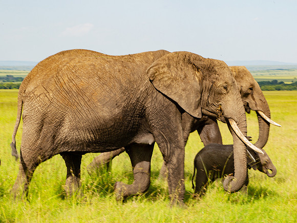 African Elephant
