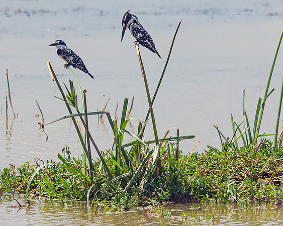 Pied Kingfisher