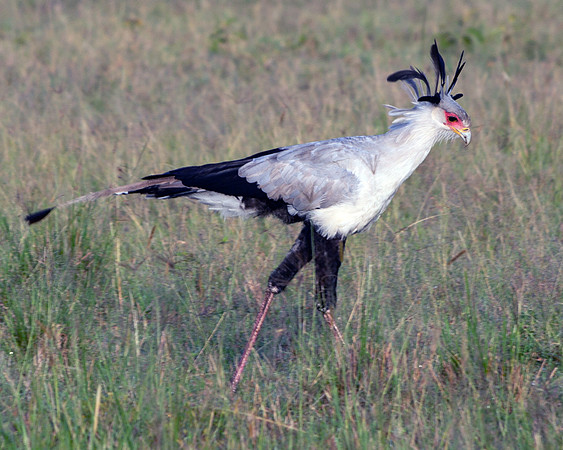 Secretary Bird