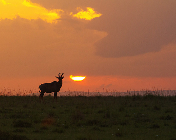 Topi at Sunset