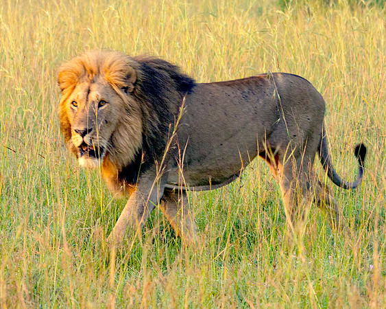 Lion